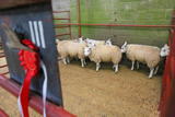 First Prize pen of pen of Beltex or Beltex X and overall Champions